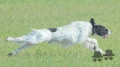 Setter Anglais RANIERENSIS ARTU' Setter Anglais RANIERENSIS ARTU'